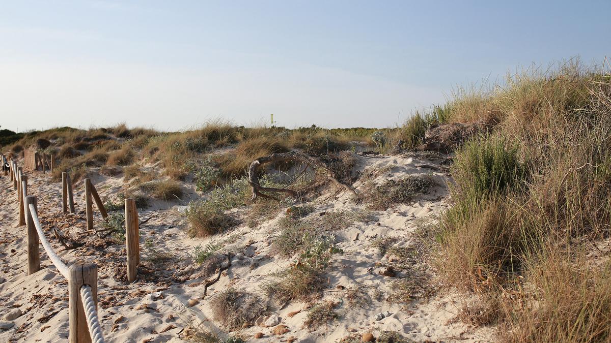 Nicht nur die Dünen gelten auf Mallorca als schützenswert