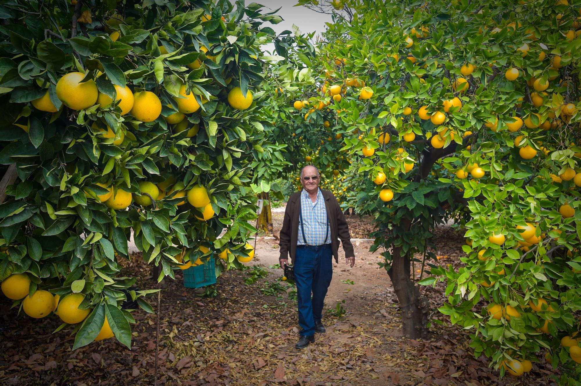 José Medina Rodríguez, en su finca de El Ejido