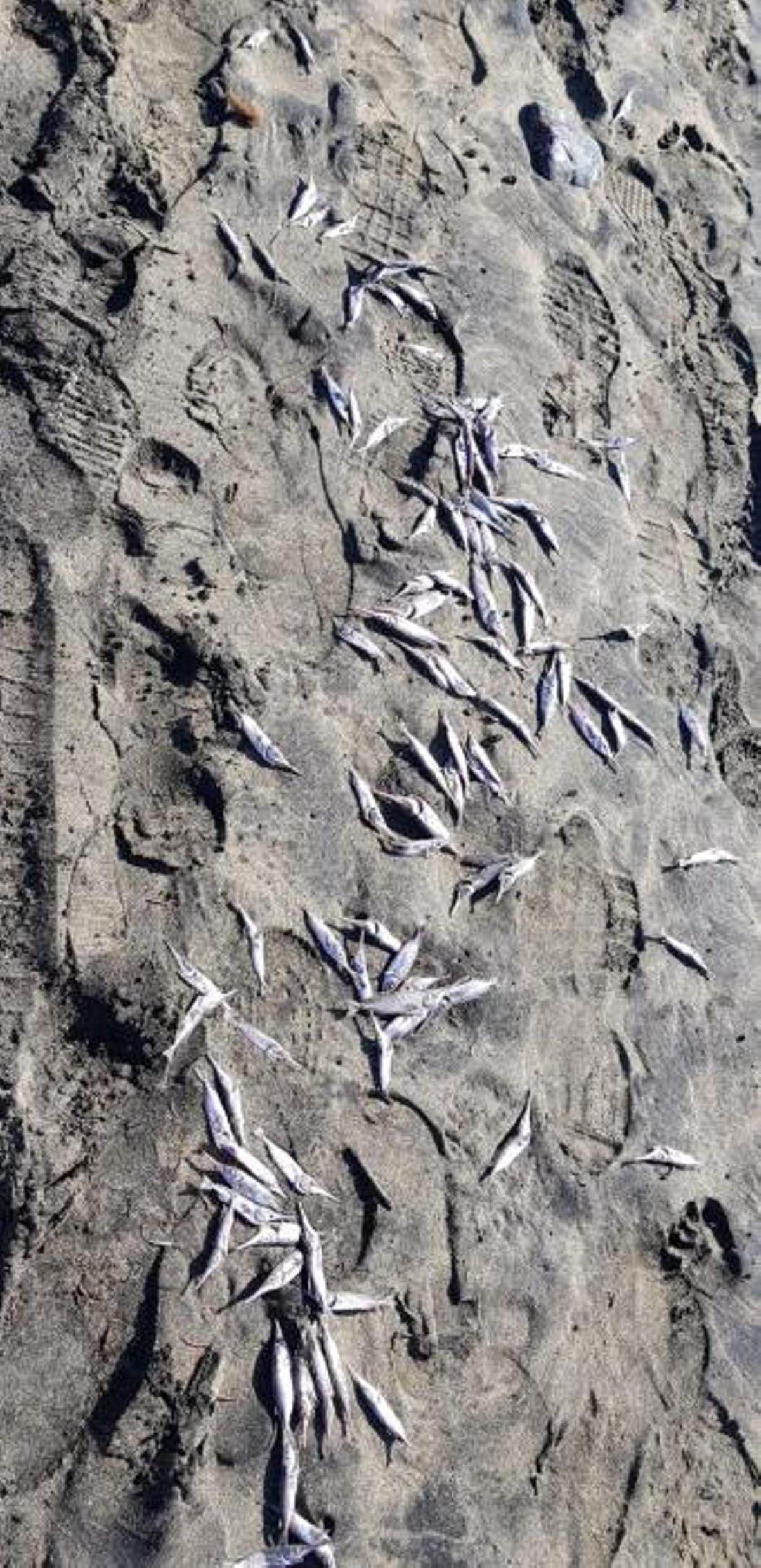 Aparecen 1.000 kilos de peces muertos en las playas del Sur