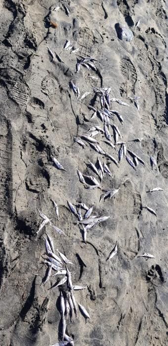 Aparecen 1.000 kilos de peces muertos en las playas del Sur