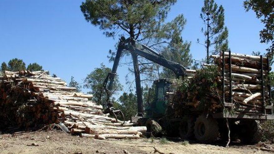 Arbres talats que permetran utilitzar la biomassa generada.