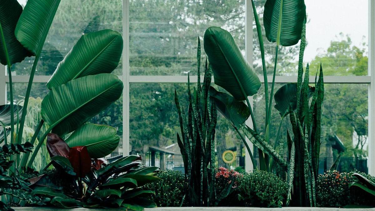 Un grupo de plantas.