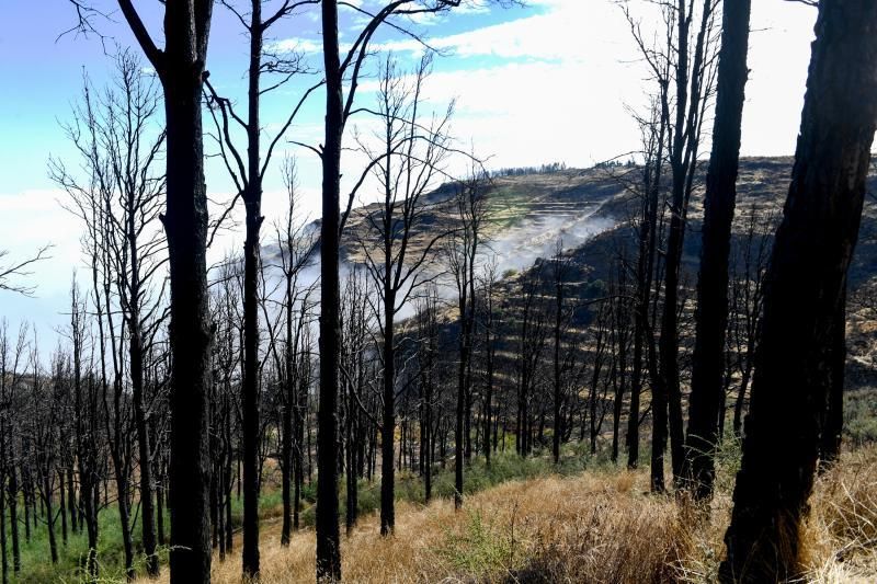 15-10-19 SUPLEMENTOS. ZONA CUMBRERA. ZONA CUMBRERA. Reportaje zonas quemadas tras dos meses. Reportaje triple entrega sobre el paisaje quemado, al cumplirse dos meses. La primera parte será Los tesosos de la Cumbre, en plan más positivo, con los brotes verdes, lugares que visitar. Un segundo con los héroes sin capa, sus protagonistas y una tercera con Lo que el fuego se llevó o Lo perdido, la parte más triste.  Fotos: Juan Castro.  | 15/10/2019 | Fotógrafo: Juan Carlos Castro