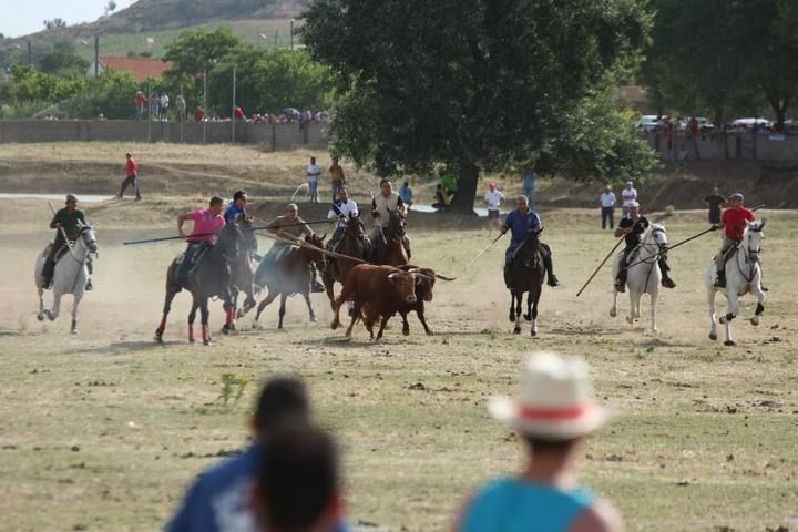 Suelta de vaquillas en las fiestas de La Visitación en Fuentesaúco