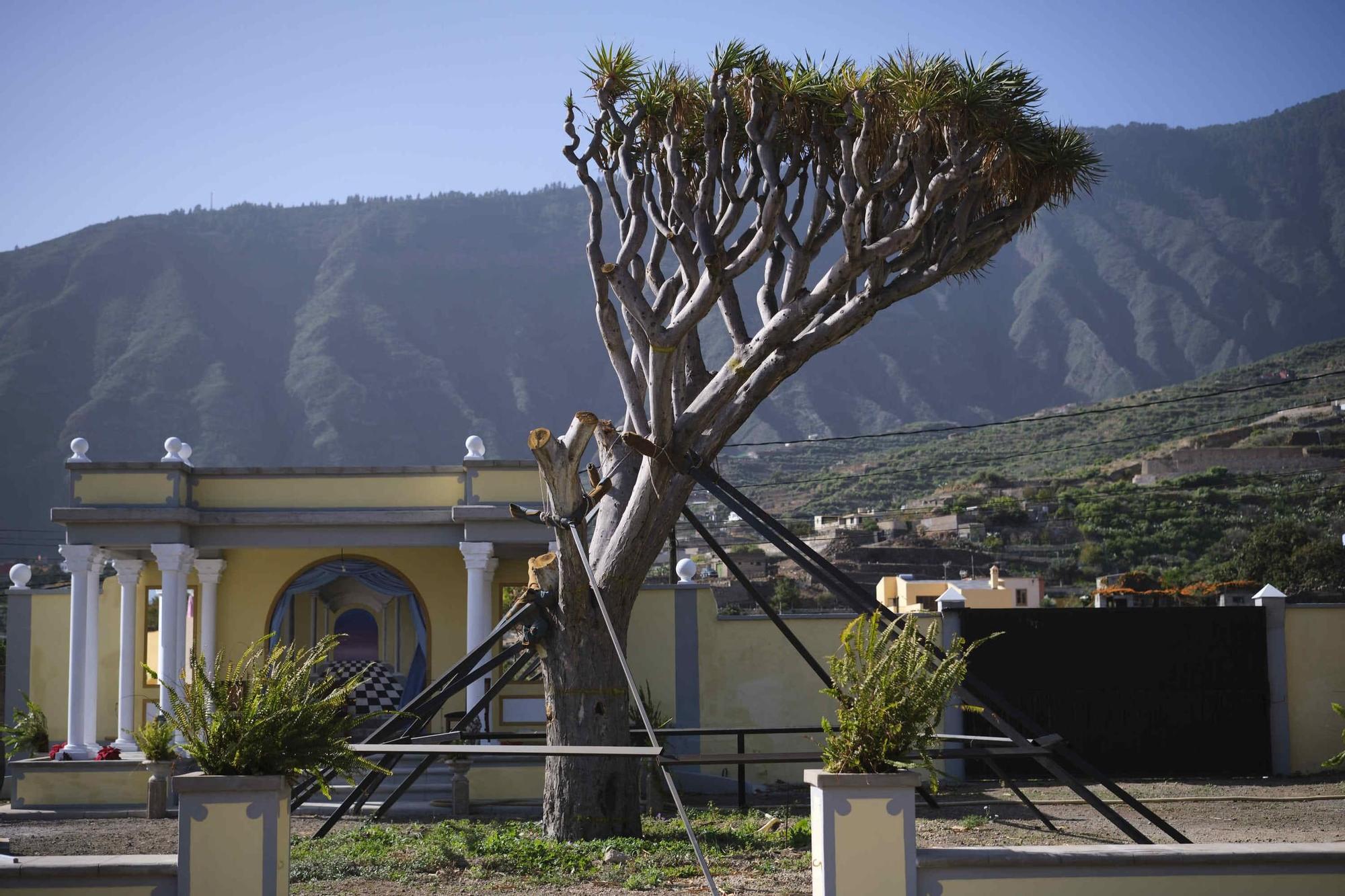 Drago del Hotel Rural Buen Retiro Casa de la Música y el Sonido