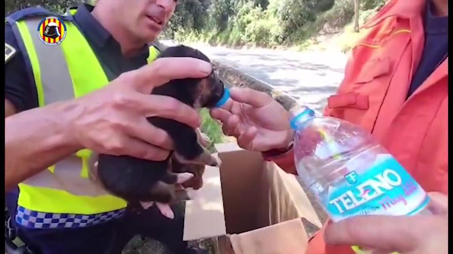 Rescatan a diez cachorros en un punto de difícil acceso junto a la carretera de Bixquert