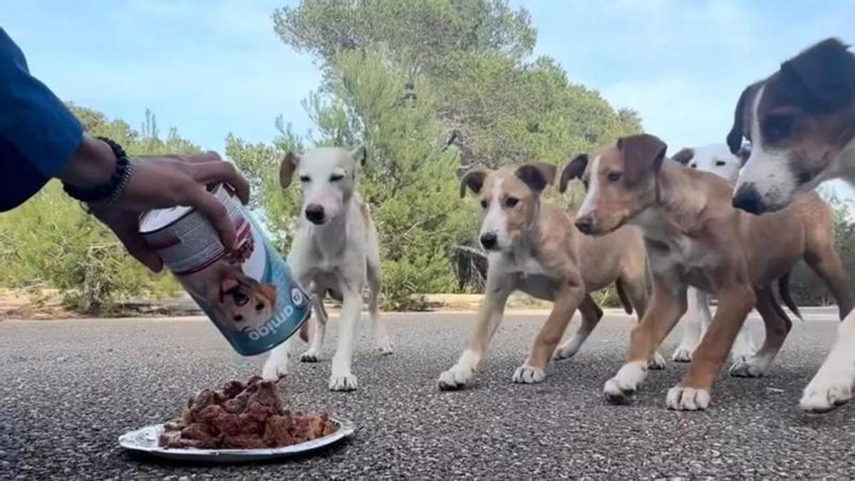Perros abandonados en Ibiza