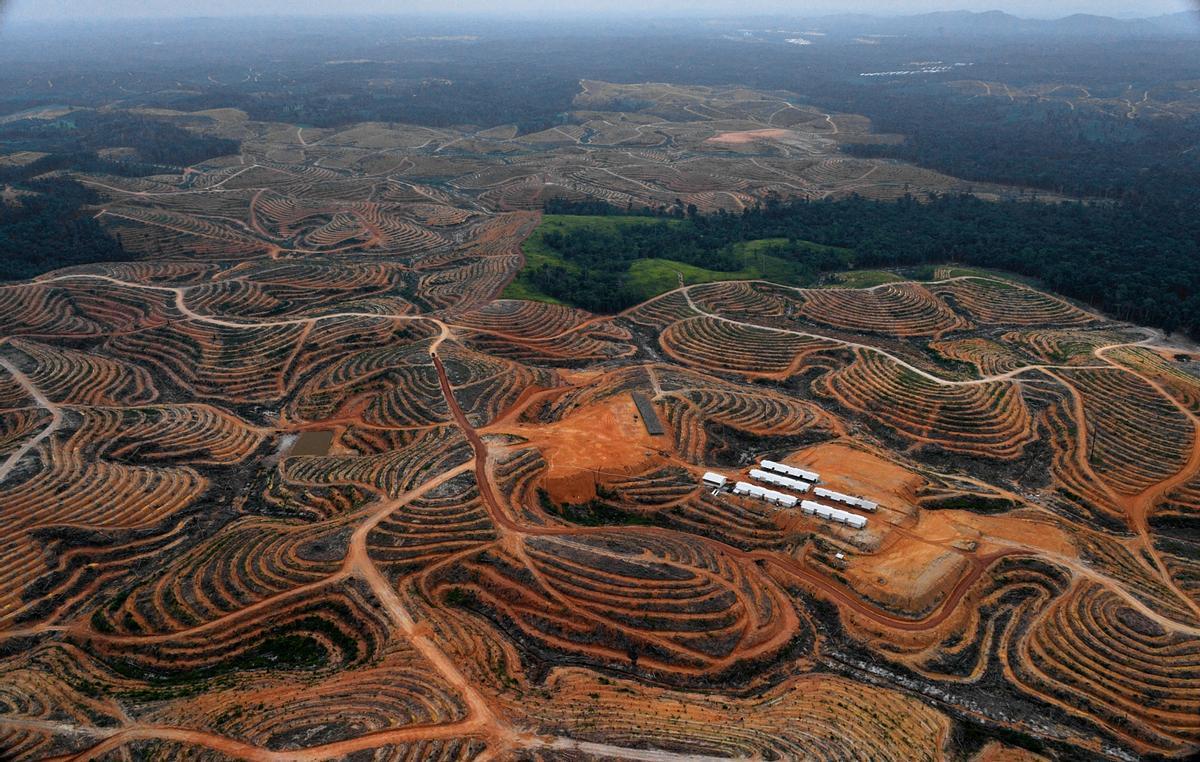 Áreas deforestadas para la plantación de aceite de palma