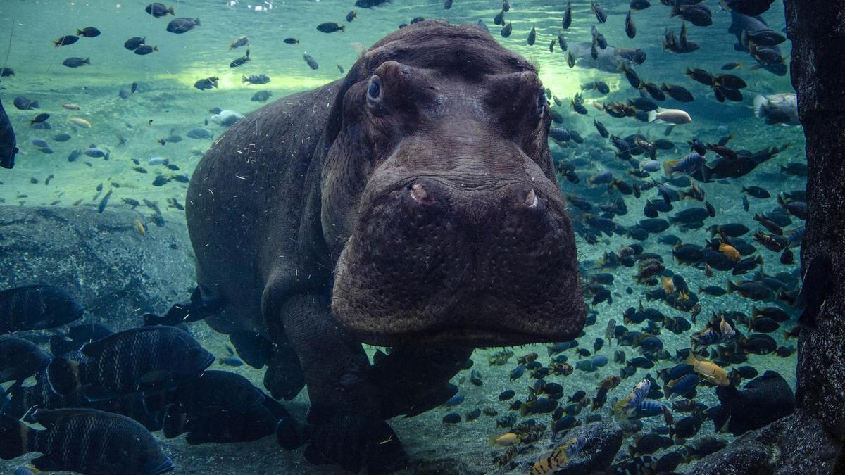 Raff, el hipopótamo macho de Bioparc que procedía de las instalaciones del antiguo zoológico de València.