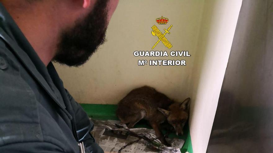 El zorro cautivo en una vivienda en Cangas.//Cedida Guardia Civil