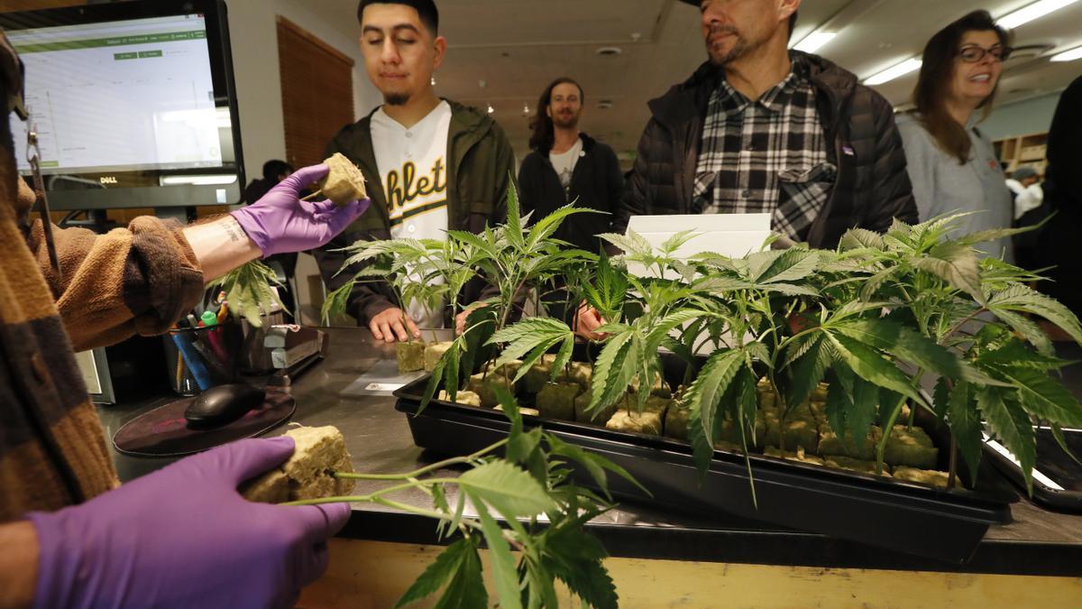 Punto de venta de marihuana al detalle en Oakland, en California, donde el consumo recreativo se legalizó en 2018.