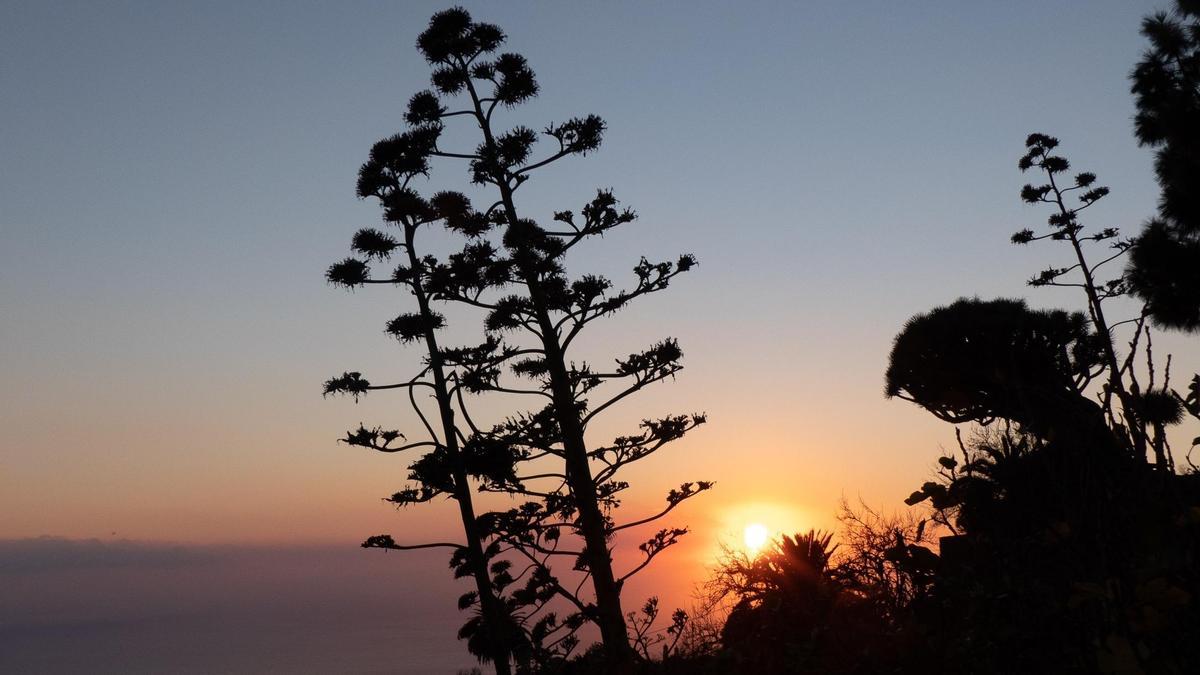 Vista de la columna de humo del volcán de La Palma