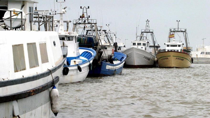 Brótola, corvina y pintarroja, los pescados desconocidos de Dénia