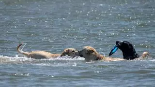 La pequeña playa canina de Alicante perfecta para desconectar con tu mascota: aguas turquesa y cantos rodados
