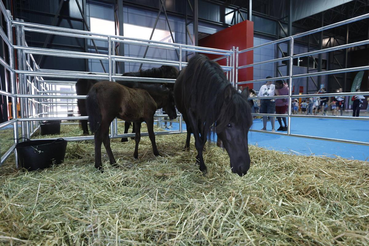Los más pequeños disfrutan de un anticipo de la feria de San Antonio en Gijón (en imágenes) Los más pequeños disfrutan de un anticipo de la feria de San Antonio en Gijón (en imágenes)