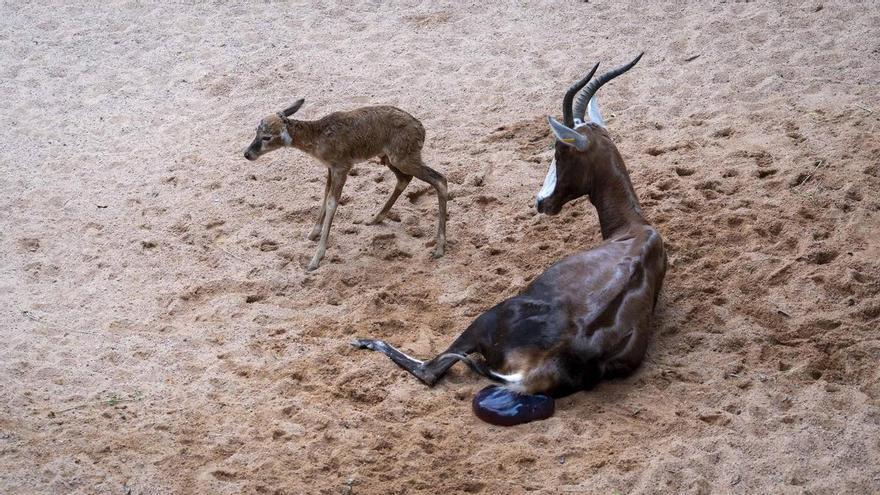 Visitantes de Bioparc Valencia viven el nacimiento de un singular antílope