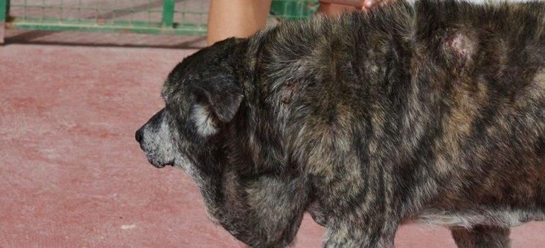 Denuncian un caso de "maltrato y abandono" de un perro en Lanzarote