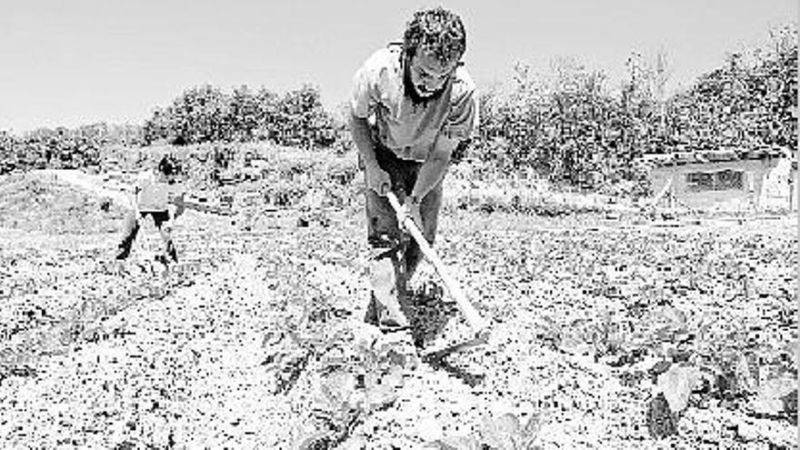 La agricultura ecológica está en auge, pero el mercado todavía no la rentabiliza.