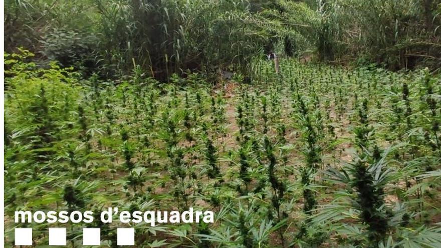 La plantació de marihuana localitzada a Vilademuls