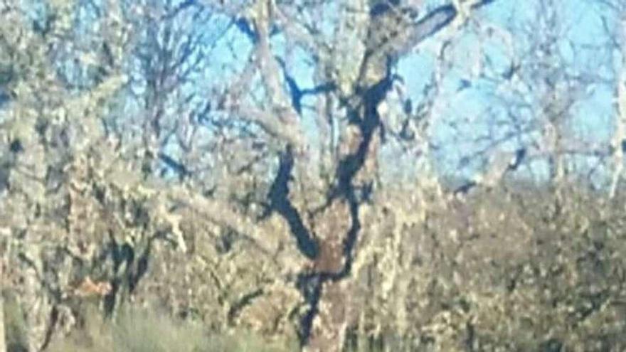 Un lobo en una zona de matorral de Sanabria.