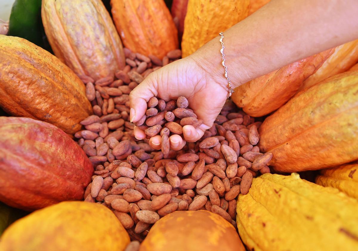 Desde hace diez años en Guerima, Colombia, los árboles de cacao reemplazan a los arbustos de coca en este departamento del tamaño de Guatemala, fronterizo con Venezuela. Está lejos de la bonanza que trajo el ingrediente principal de la cocaína, pero se ha convertido en una fuente estable de ingresos.