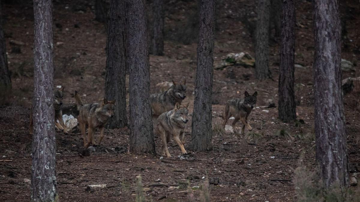 Ejemplares de lobo ibérico en la Sierra de la Culebra. | Emilio Fraile