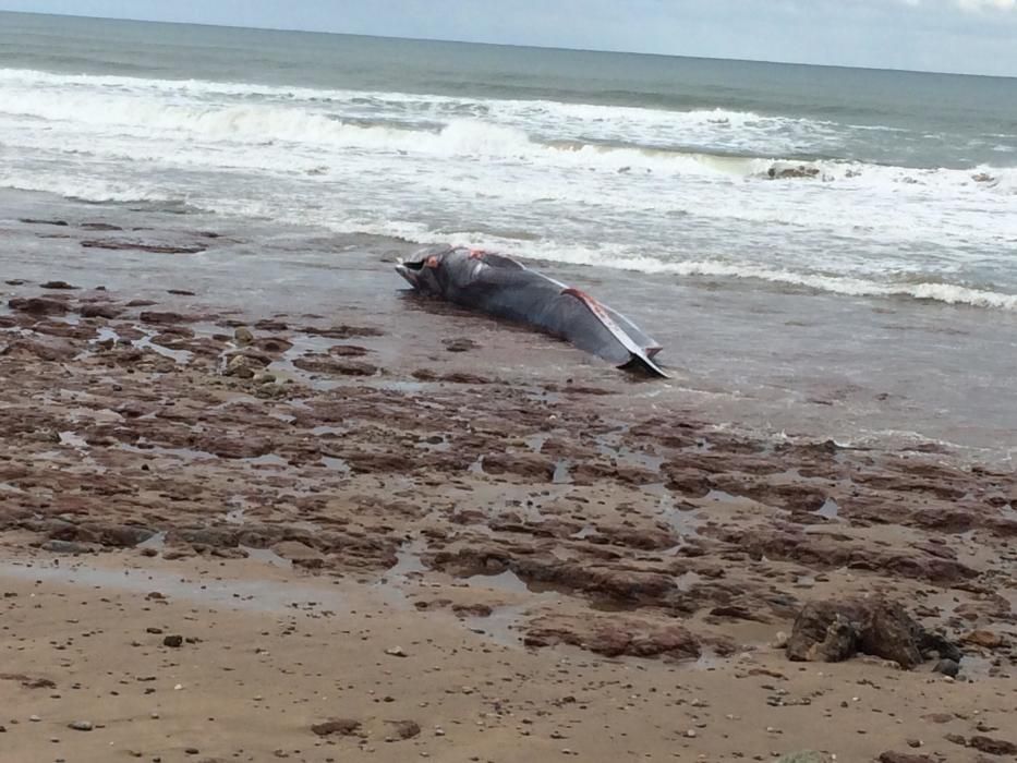 Rorcual varado en Caravia