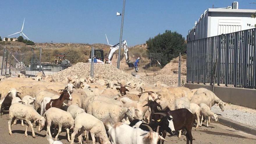 &quot;No somos ovejas, necesitamos distancia de seguridad&quot;