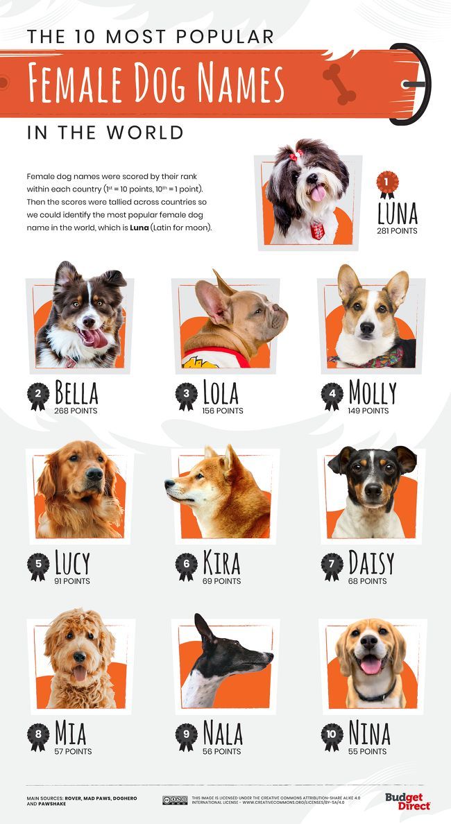 Mascotas: ¿Cuáles son los nombres de perro más populares en todo el mundo?