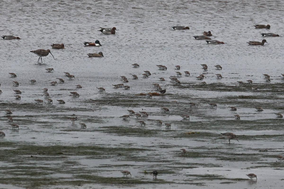Zarapitos, ánades y otras especies en la ensenada de O Bao.
