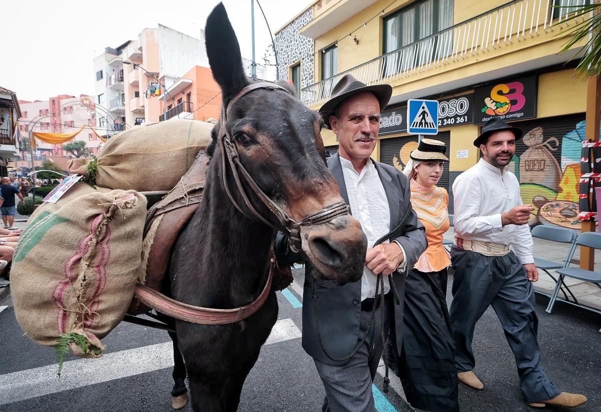 Romería de Los Realejos Romería de Los Realejos
