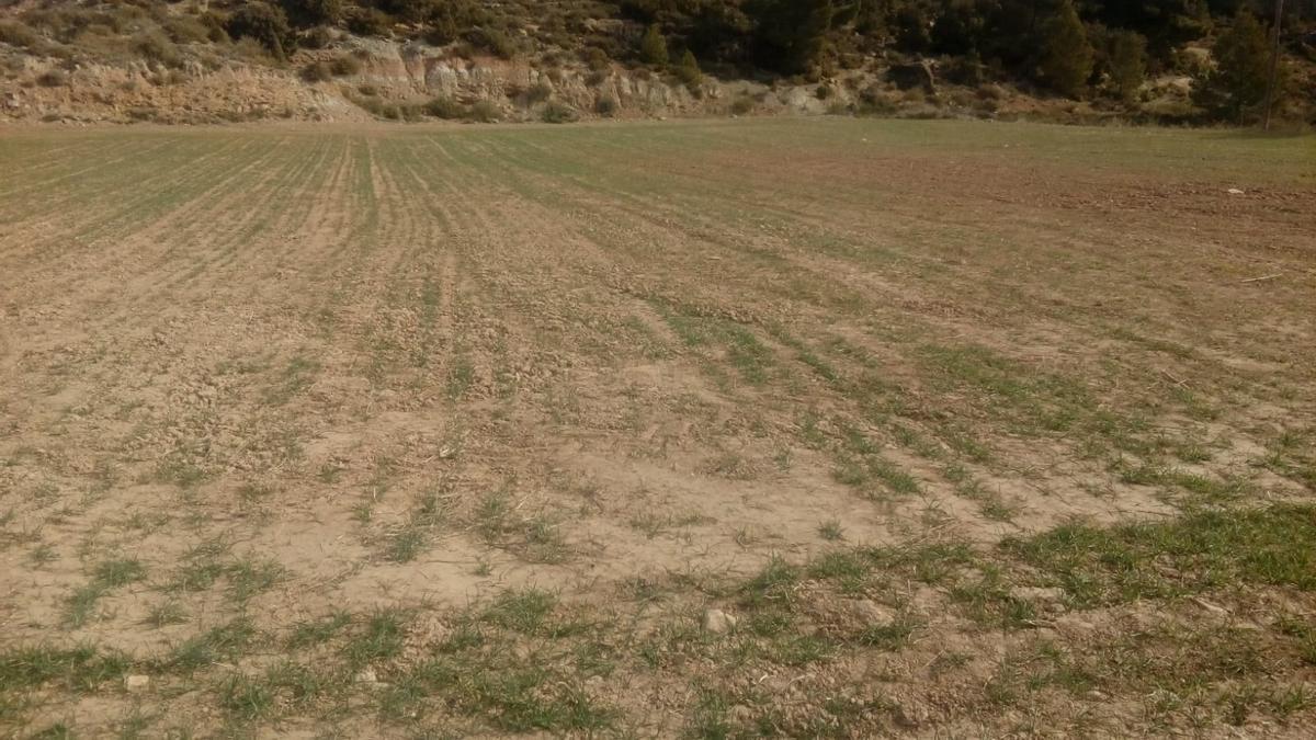 Un campo de cereales de Aras de los Olmos, este miércoles, con los efectos evidentes de la sequía a estas alturas de la campaña.
