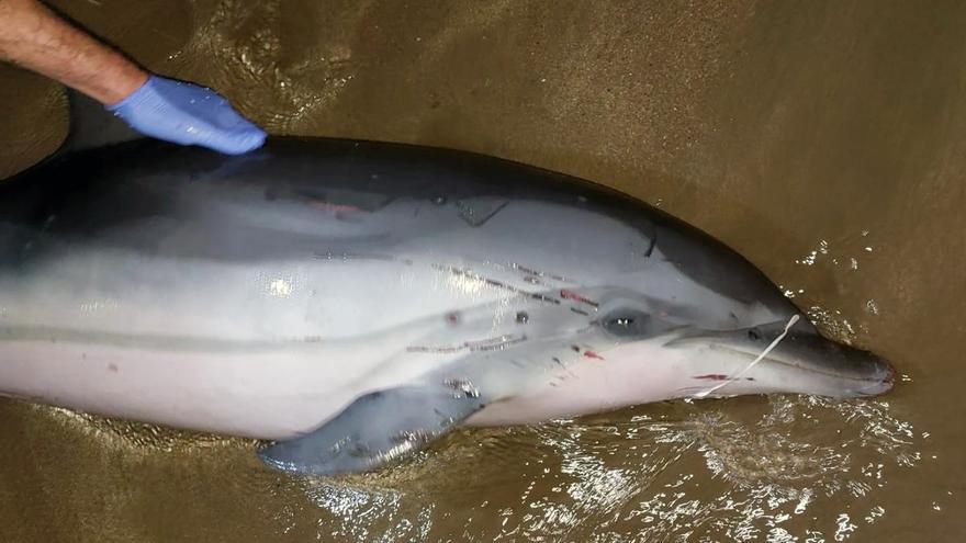 Medio Rural devuelve al mar a dos delfines que habían quedado varados en una playa de Carreño