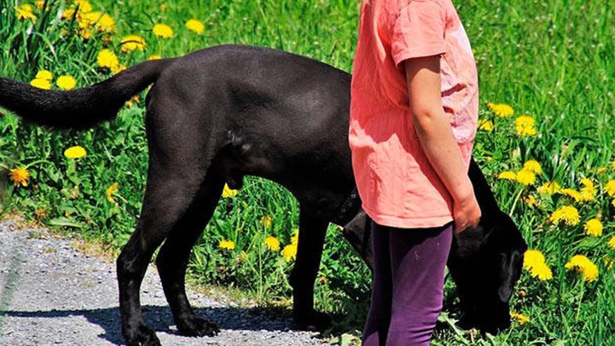 Los animales constituyen para muchas personas su única fuente de apego seguro, fundamental para un desarrollo correcto.