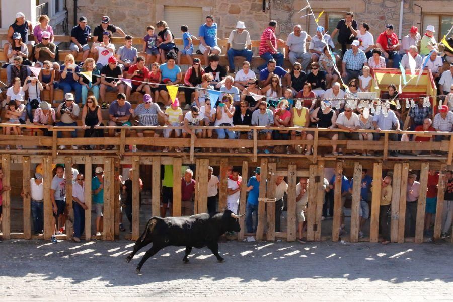 Fiestas en Zamora: Último encierro en Fermoselle