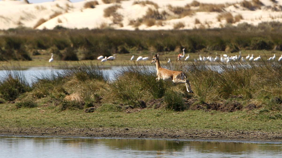 El CSIC alerta de que más de la mitad de las lagunas de Doñana han desaparecido