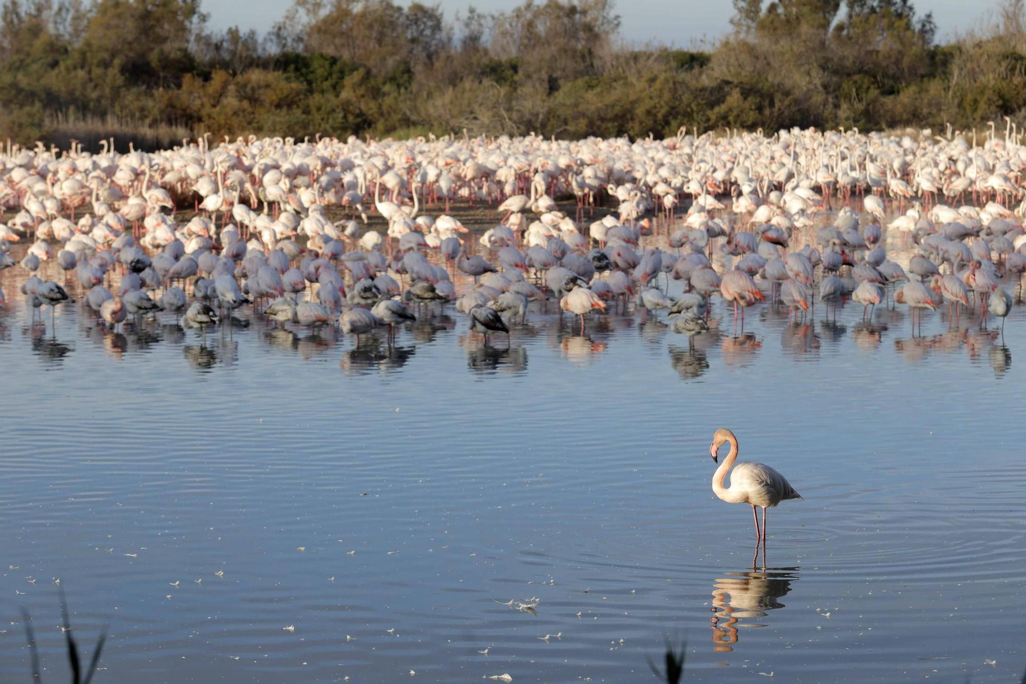 Los flamencos vuelven a L´Albufera para criar