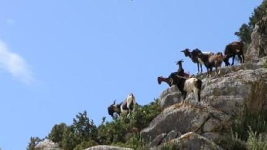 Cabras en es Vedrà.