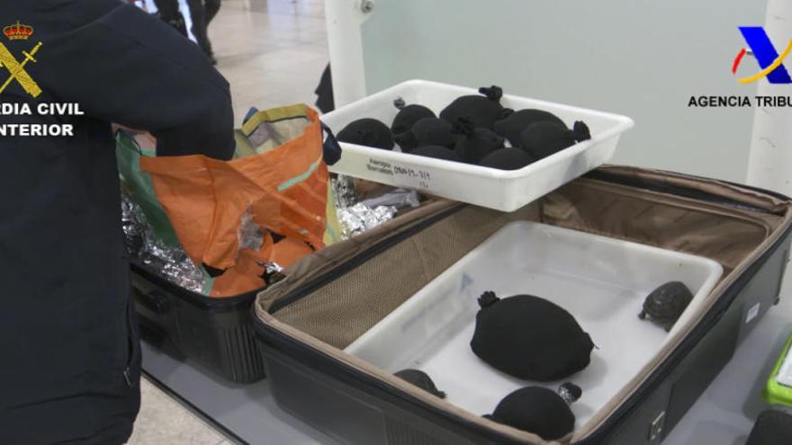 Intervenen 76 cries vives de tortuga protegida a l&#039;Aeroport del Prat