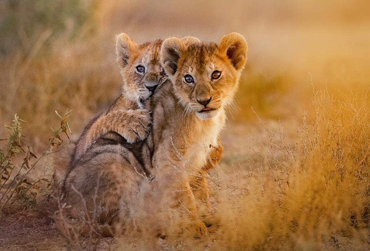 Dos crías de león africano