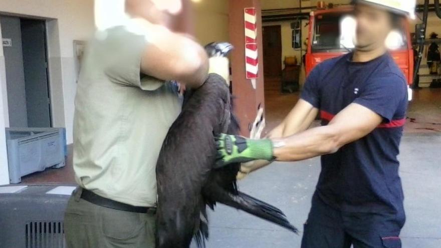 Los bomberos rescatan dos rapaces en menos de 24 horas