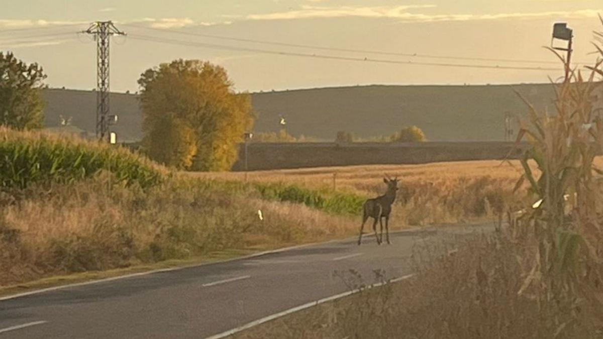 Imagen de archivo de un ciervo en la via en las inmediaciones de Moreruela de Tábara. | J. R.