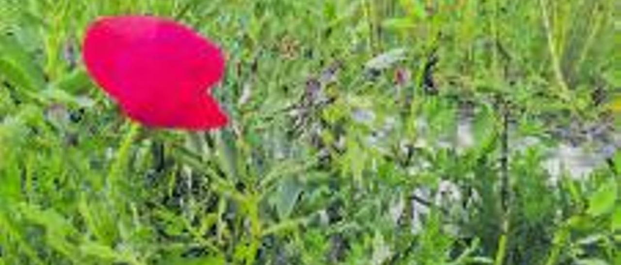 Roselles al Pla de l’Enzell.