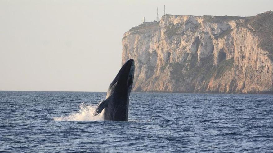 Emerge el segundo animal más grande del mundo en Dénia: comienza la temporada de avistamiento de ballenas