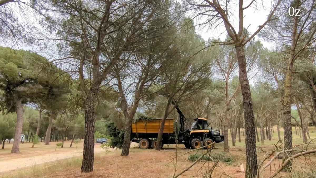 "Desmesurada" tala de decenas de pinos de medio siglo en Valorio, el ...