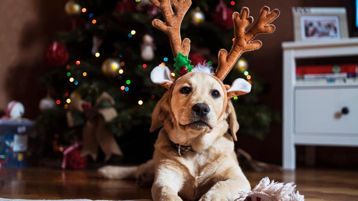 6 regalos para sorprender a una amante de los perros esta Navidad