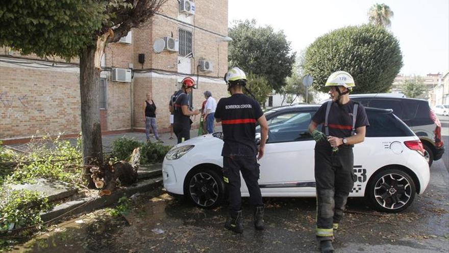 Retiran un árbol caído en la calle de la Oficina