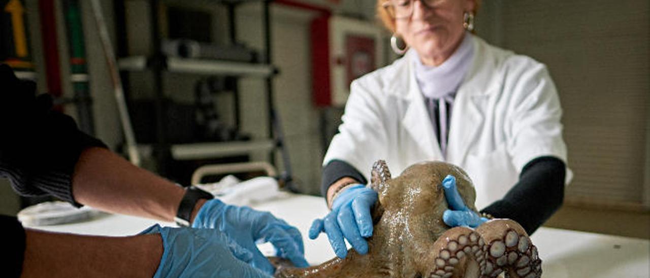 Científicos del Instituto Español de Oceanografía analizan uno de sus pulpos.