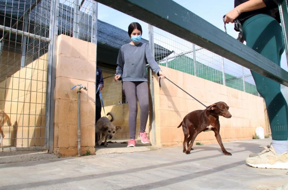 Los ingresos del refugio son destinados a la recuperación y subsistencia de perros y gatos.