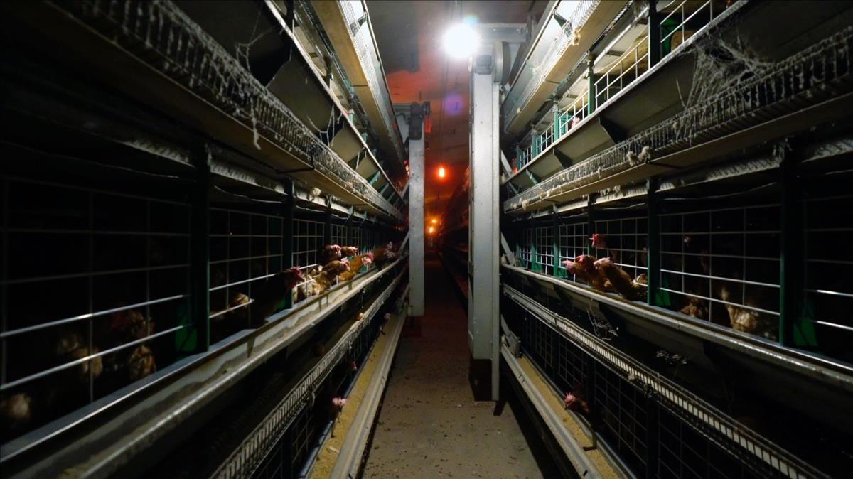 Pasillo y, durante unos dos años de media, hogar de gallinas de una granja.